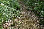 2022-05-22 Hexepäddl Lauf TV Hinterweidenthal