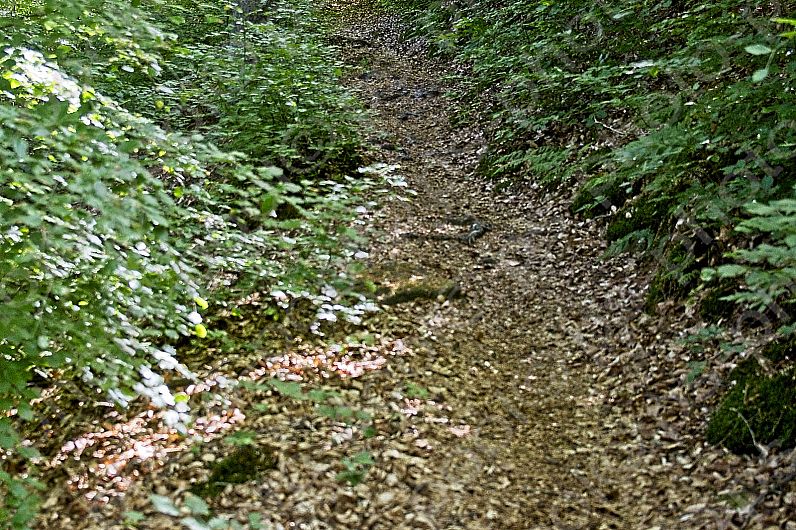 2022-05-22 Hexepäddl Lauf TV Hinterweidenthal